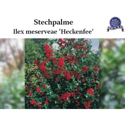 Ilex 'Heckenfee' - Kompakt, immergrüner Strauch ideal für Hecken. Entdecken Sie die bezaubernde Schönheit der 'Heckenfee'.