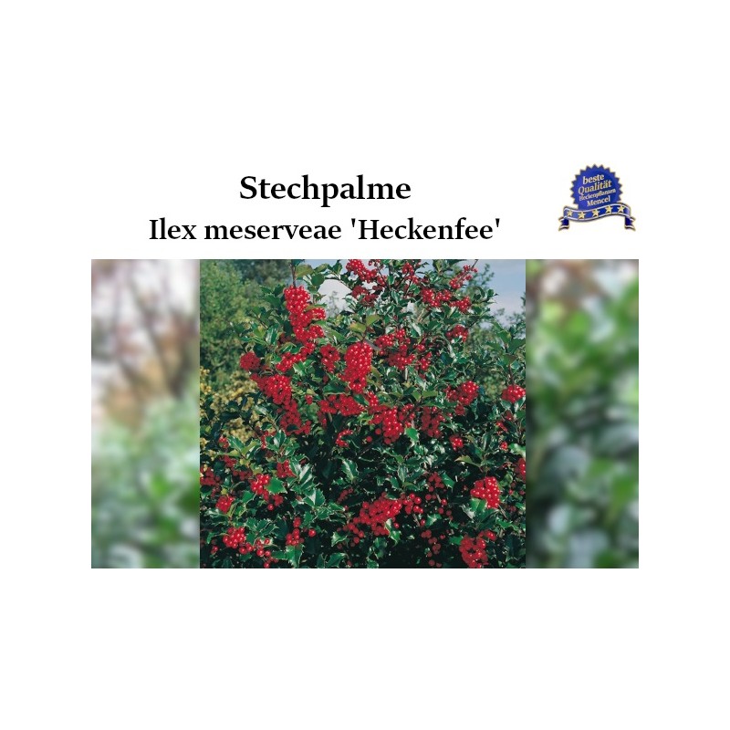 Ilex 'Heckenfee' - Kompakt, immergrüner Strauch ideal für Hecken. Entdecken Sie die bezaubernde Schönheit der 'Heckenfee'.