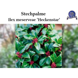 Ilex 'Heckenstar' - Kompakt, immergrüner Strauch perfekt für Hecken. Entdecken Sie die strahlende Schönheit des 'Heckenstars'.