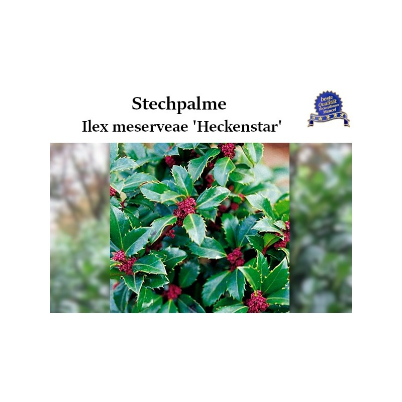 Ilex 'Heckenstar' - Kompakt, immergrüner Strauch perfekt für Hecken. Entdecken Sie die strahlende Schönheit des 'Heckenstars'.