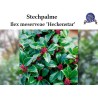 Ilex 'Heckenstar' - Kompakt, immergrüner Strauch perfekt für Hecken. Entdecken Sie die strahlende Schönheit des 'Heckenstars'.