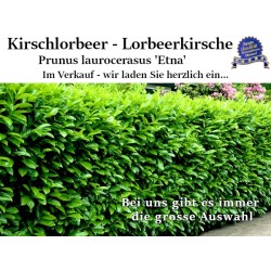 Kirschlorbeer 'Etna' - Kompakt, immergrüner Strauch, perfekt für attraktive Hecken. Entdecken Sie die Eleganz von 'Etna'.