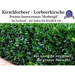 Kirschlorbeer 'Herbergii' - Dicht verzweigter Strauch, ideal für Gartenränder. Erleben Sie die Schönheit.