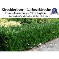 Kirschlorbeer 'Otto Luyken' - Kompakter, immergrüner Strauch für niedrige Hecken und Ränder.