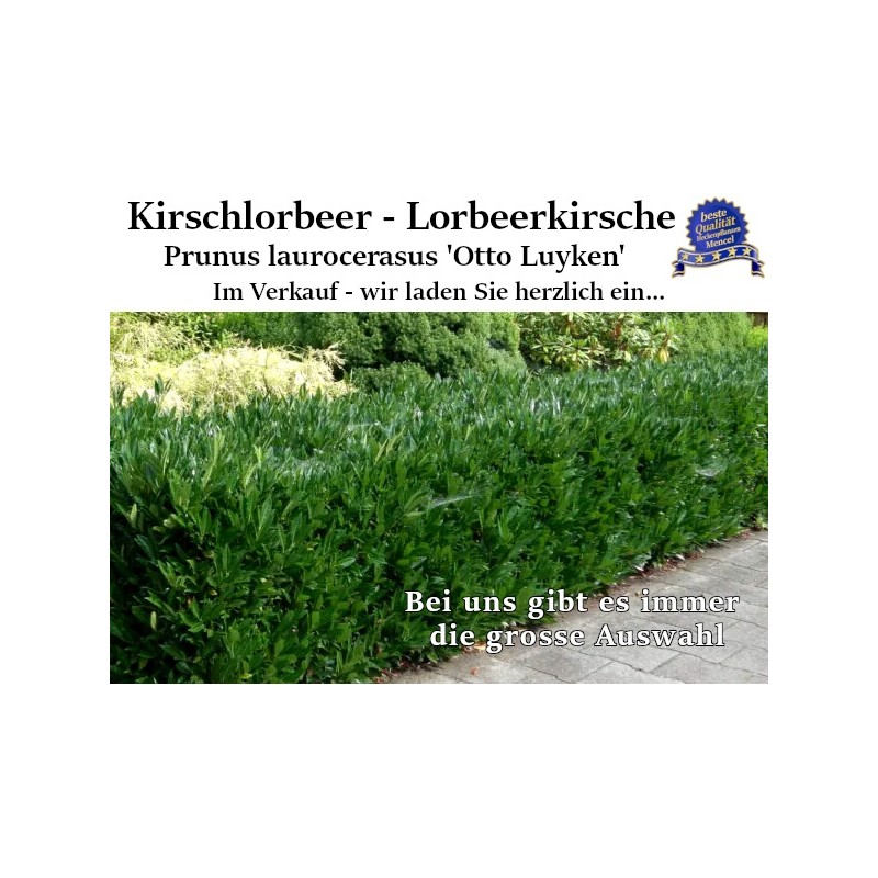 Kirschlorbeer 'Otto Luyken' - Kompakter, immergrüner Strauch für niedrige Hecken und Ränder.