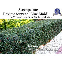 Ilex 'Blue Maid' - Kompakter Strauch mit blauen Beeren. Ideal zur Verschönerung von Gärten und zur Gestaltung.