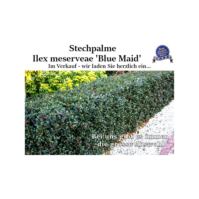 Ilex 'Blue Maid' - Kompakter Strauch mit blauen Beeren. Ideal zur Verschönerung von Gärten und zur Gestaltung.