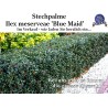 Ilex 'Blue Maid' - Kompakter Strauch mit blauen Beeren. Ideal zur Verschönerung von Gärten und zur Gestaltung.