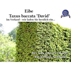 Taxus 'David' - Kompakt, elegant, dunkelgrünes Nadelkleid. Ideal für vielfältige Gärten. Entdecken Sie die Schönheit.