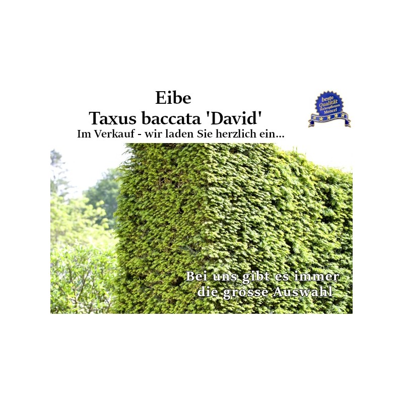 Taxus 'David' - Kompakt, elegant, dunkelgrünes Nadelkleid. Ideal für vielfältige Gärten. Entdecken Sie die Schönheit.