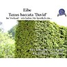 Taxus 'David' - Kompakt, elegant, dunkelgrünes Nadelkleid. Ideal für vielfältige Gärten. Entdecken Sie die Schönheit.