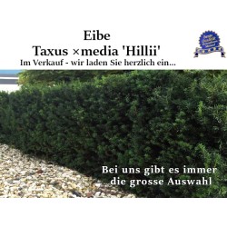 Taxus 'Hillii' - Kompakt, elegant, dunkelgrünes Nadelkleid. Perfekt für Gärten. Erleben Sie 'Hillii' Taxus.