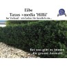 Taxus 'Hillii' - Kompakt, elegant, dunkelgrünes Nadelkleid. Perfekt für Gärten. Erleben Sie 'Hillii' Taxus.