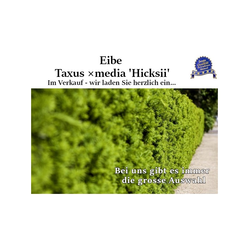 Taxus 'Hicksii' - Kompakter Strauch mit dichtem, dunkelgrünem Nadelkleid. Ideal für verschiedene Gärten.