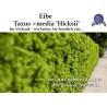 Taxus 'Hicksii' - Kompakter Strauch mit dichtem, dunkelgrünem Nadelkleid. Ideal für verschiedene Gärten.
