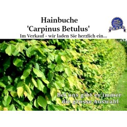 Hainbuche - Kompakter Laubbaum mit dichtem Blätterdach. Vielseitig für Gärten und Hecken.