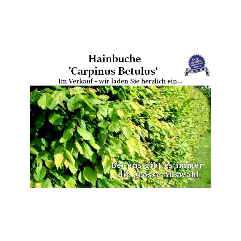 Hainbuche - Kompakter Laubbaum mit dichtem Blätterdach. Vielseitig für Gärten und Hecken.