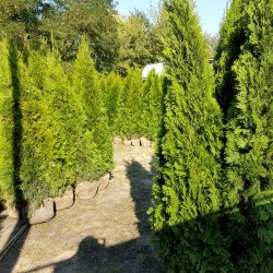 Thuja Smaragd - Elegante Pflanzen für Ihren Garten. Mit dichtem, grünem Nadelkleid perfekt für schöne und private Hecken.