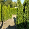 Thuja Smaragd - Elegante Pflanzen für Ihren Garten. Mit dichtem, grünem Nadelkleid perfekt für schöne und private Hecken.