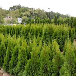 Thuja Smaragd - Ganzjährig grüner Garten. Widerstandsfähige Pflanzen, die einzeln oder in Gruppen großartig aussehen.