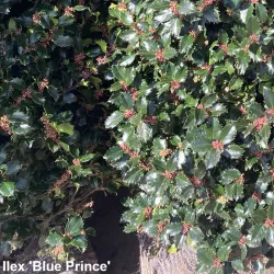 Ilex 'Blue Prince' - Charmanter Strauch mit intensiv dunkelgrünem Laub. Perfekt für Gärten. Erforschen Sie die Schönheit.