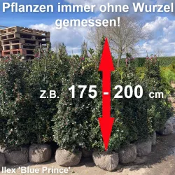 Ilex 'Blue Prince' - Kompakter Strauch, dunkelgrüne Blätter, ideal für Gärten. Entdecken Sie die Eleganz.