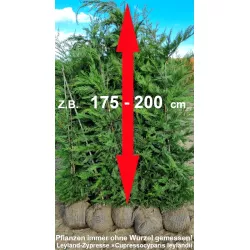 Leyland-Zypresse - Attraktive Nadeln, schnelles Wachstum. Ein Blickfang für jeden Garten. Erforschen Sie die Schönheit.
