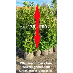 Kirschlorbeer 'Caucasica' - Kompakt, immergrün, ideal für Gartenabgrenzungen. Erfreuen Sie sich an der Schönheit.