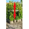 Kirschlorbeer 'Caucasica' - Kompakt, immergrün, ideal für Gartenabgrenzungen. Erfreuen Sie sich an der Schönheit.