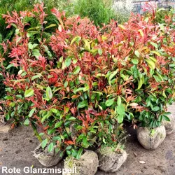 Rote Glanzmispel - Immergrüner Strauch, rote Beeren, ideal für Gärten. Entdecken Sie die leuchtende Schönheit.