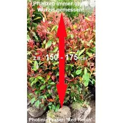 Rote Glanzmispel - Kompakter Strauch mit glänzendem Laub und dekorativen Früchten. Erleben Sie die Eleganz.