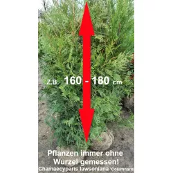 Blau Scheinzypresse - Intensive blaue Nadeln, eleganter Wuchs. Ein faszinierender Gartenakzent. Entdecken Sie die Schönheit.