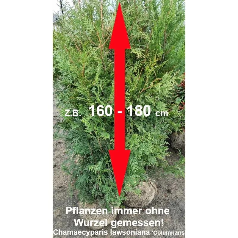 Blau Scheinzypresse - Intensive blaue Nadeln, eleganter Wuchs. Ein faszinierender Gartenakzent. Entdecken Sie die Schönheit.