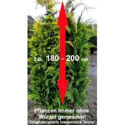 Gelbe Scheinzypresse - Sonnig gelbe Farbe, eleganter Wuchs. Perfekt für Gärten. Entdecken Sie ihre Schönheit.