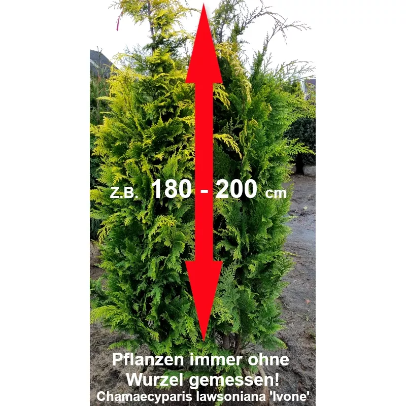 Gelbe Scheinzypresse - Sonnig gelbe Farbe, eleganter Wuchs. Perfekt für Gärten. Entdecken Sie ihre Schönheit.