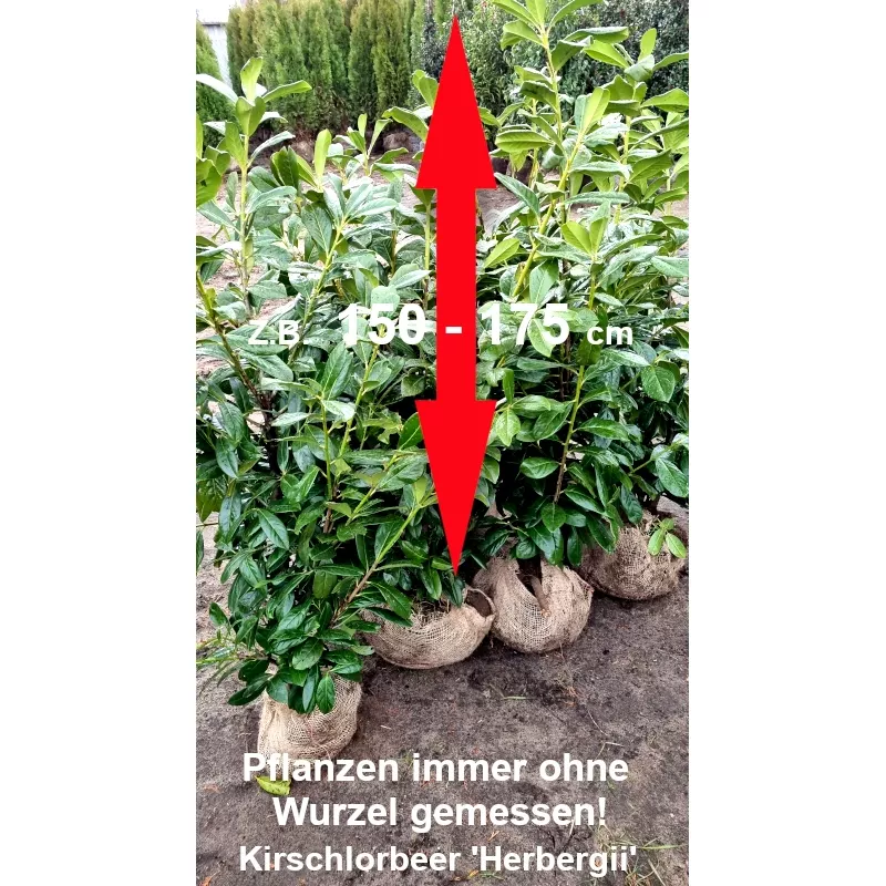 Kirschlorbeer 'Herbergii' - Kompakt, immergrün, perfekt für Hecken. Entdecken Sie die Vielseitigkeit.