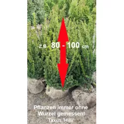 Taxus 'Hillii' - Kompakter Strauch, dunkelgrünes Nadelkleid. Geeignet für Gärten. Erforschen Sie 'Hillii' Taxus.