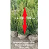 Taxus 'Hillii' - Kompakter Strauch, dunkelgrünes Nadelkleid. Geeignet für Gärten. Erforschen Sie 'Hillii' Taxus.