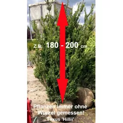 Taxus 'Hillii' - Kompakter Strauch, dunkelgrünes Nadelkleid. Ideal für Gärten. Entdecken Sie 'Hillii' Taxus.