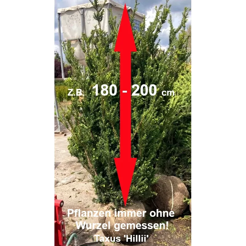 Taxus 'Hillii' - Kompakter Strauch, dunkelgrünes Nadelkleid. Ideal für Gärten. Entdecken Sie 'Hillii' Taxus.