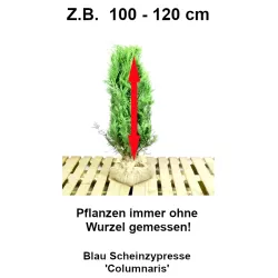 Blau Scheinzypresse - Kompakte Blaufärbung, geringer Pflegeaufwand. Ein eleganter Blickfang. Erleben Sie die Leichtigkeit.