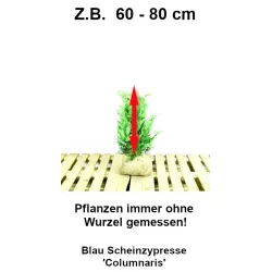 Blau Scheinzypresse - Strahlend blaue Akzente, widerstandsfähig. Perfekt für jeden Gartenstil. Setzen Sie auffällige Kontraste.