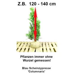 Blau Scheinzypresse - Lebendiges Blau, anmutige Form. Attraktiv für sonnige Standorte. Erleben Sie die Ausstrahlung.