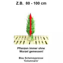 Blau Scheinzypresse - Intensives Blau, pflegeleicht. Beeindruckende Wahl. Genießen Sie ihre natürliche Schönheit.