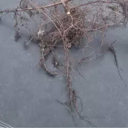 Rotbuche - Verkauf mit offenem Wurzelsystem gewährleistet gesunde Pflanzen, leicht an verschiedene Böden anpassbar.