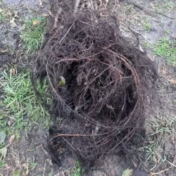 Hainbuche - Verkauf mit offenem Wurzelsystem fördert starke Entwicklung und Anpassungsfähigkeit für gesunde Gartenhainbuchen.