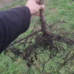 Hainbuche - Durch den Verkauf mit offenem Wurzelsystem bieten wir Pflanzen für eine bessere Entwicklung in Ihrem Garten.