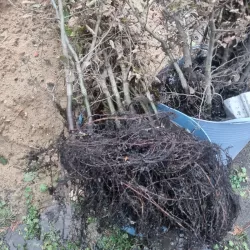 Hainbuche - Der Verkauf mit offenem Wurzelsystem gewährleistet gesunde Pflanzen, leicht an verschiedene Böden anpassbar.