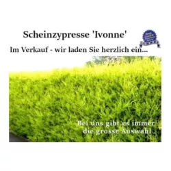 Gelbe Scheinzypresse - Leuchtend gelbe Nadeln, pflegeleicht. Ein Blickfang für Gärten. Erforschen Sie ihre Anziehungskraft.