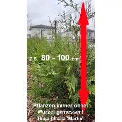 Thuja Martin - Robuste, pflegeleichte Pflanzen. Kompakter Wuchs, ideal für Gärten. Entdecken Sie die Eleganz von Thuja Martin.